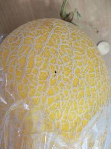 吃冰箱里哈密瓜什么原因