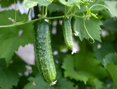 猪鱼吃瓜,一场别开生面的田园盛宴