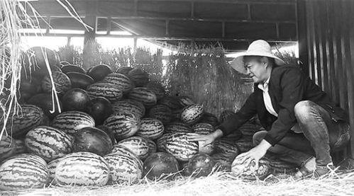 大长垣吃瓜群众,吃瓜群众的欢乐盛宴