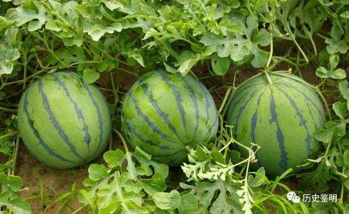 全网在说的吃瓜,揭秘吃瓜背后的那些事儿