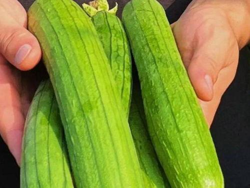 全网在说的吃瓜,揭秘吃瓜背后的那些事儿