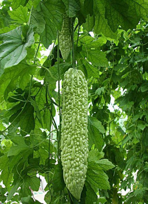 苦瓜吃瓜网,揭秘苦瓜的营养与美味,带你领略绿色健康生活