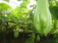 狗吃佛手瓜,佛手瓜的奇妙滋味