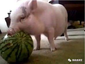 猪打转吃瓜,探寻乡村生活的趣味与智慧