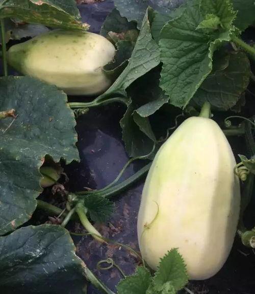 冬季有些啥子瓜可以吃