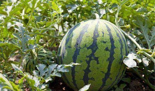 江南小哥吃瓜江苏,揭秘江苏美食背后的故事