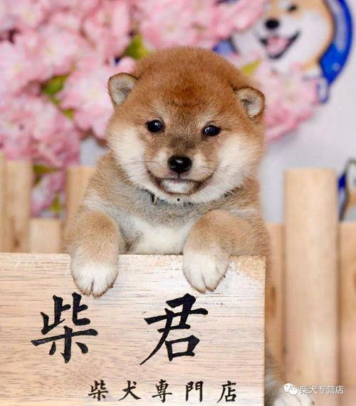 吃瓜柴柴犬,揭秘网红宠物的日常趣事