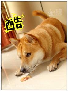 吃瓜柴柴犬,揭秘网红宠物的日常趣事