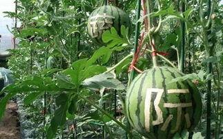 沐雨吃瓜,揭秘娱乐圈那些不为人知的幕后故事