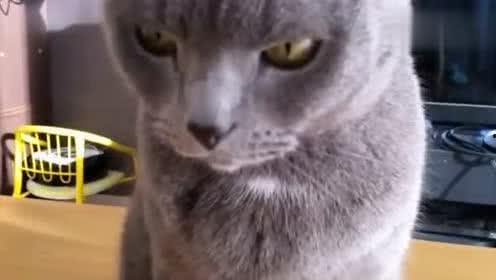 喵主吃瓜,揭秘娱乐圈那些不为人知的幕后故事